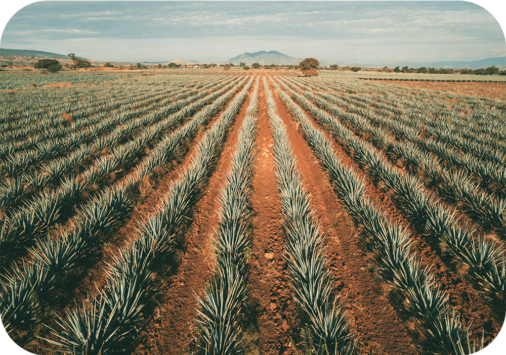 Agave fields in Jalisco, Mexico